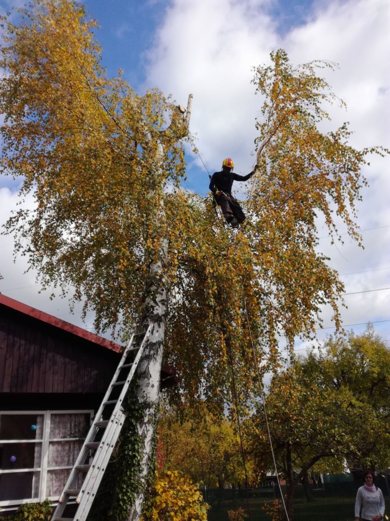 Snaha o nápravu špatně ořezaného stromu nemusí být vždycky úspěšná.